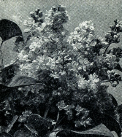 Сирень - i_017.jpg