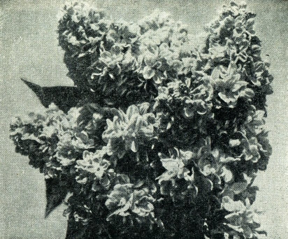 Сирень - i_018.jpg