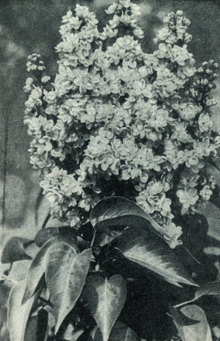 Сирень - i_019.jpg