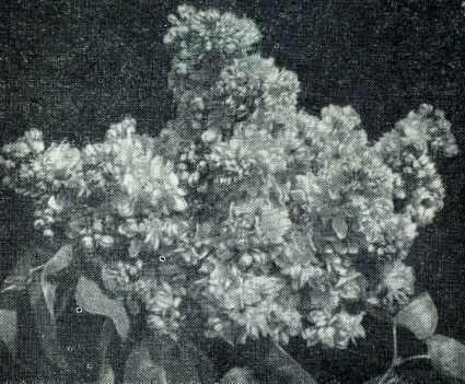 Сирень - i_023.jpg