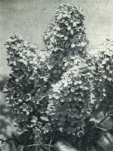 Сирень - i_030.jpg