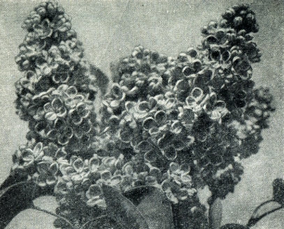 Сирень - i_031.jpg