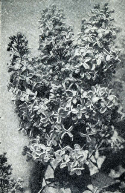 Сирень - i_032.jpg