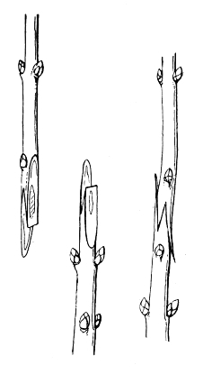 Сирень - i_044.jpg