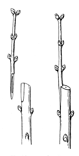 Сирень - i_045.jpg