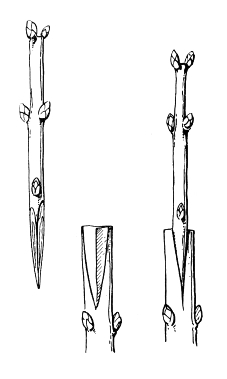 Сирень - i_047.jpg