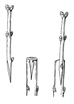 Сирень - i_050.jpg