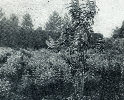 Сирень - i_057.jpg