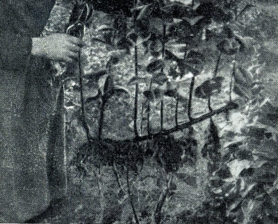 Сирень - i_058.jpg