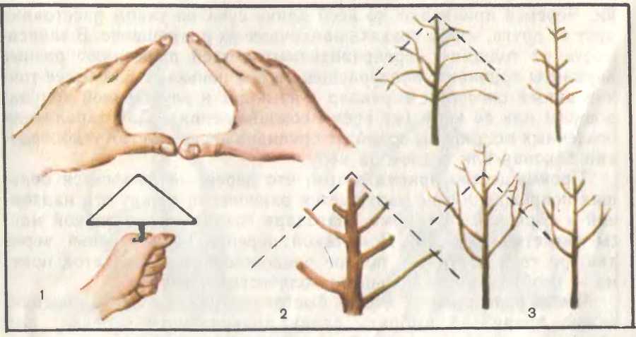 Прививка и перепрививка плодовых деревьев - image24.jpg