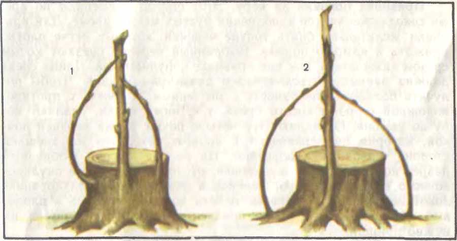 Прививка и перепрививка плодовых деревьев - image25.jpg
