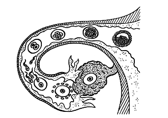 Девять месяцев вместе. Важнейшая книга будущей мамы - i_035.png