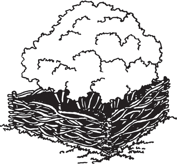 Высокие грядки своими руками. Три урожая за сезон - i_006.jpg