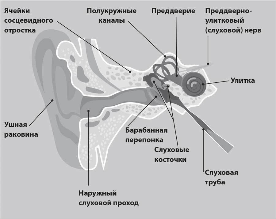 УХОГОРЛОНОС. Как правильно лечить самые частые болезни у детей и взрослых - i_005.jpg