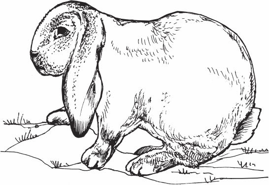 Кролиководство для начинающих - _06.jpg