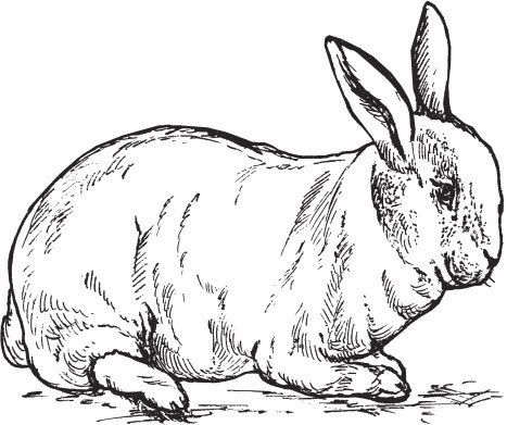 Кролиководство для начинающих - _13.jpg