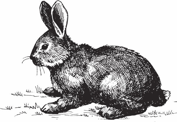 Кролиководство для начинающих - _14.jpg