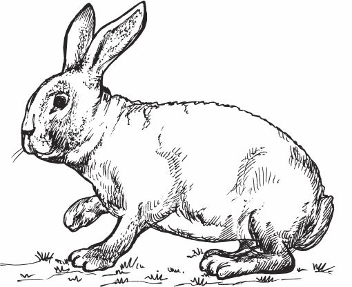 Кролиководство для начинающих - _15.jpg