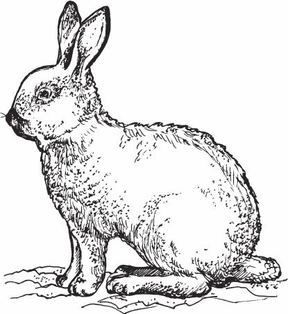 Кролиководство для начинающих - _17.jpg