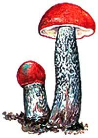 Большая книга о природе - i_101.jpg