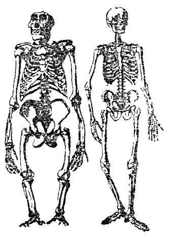 Образ человека как основа искусства врачевания - Том I. Анатомия и физиология - img_1.jpg