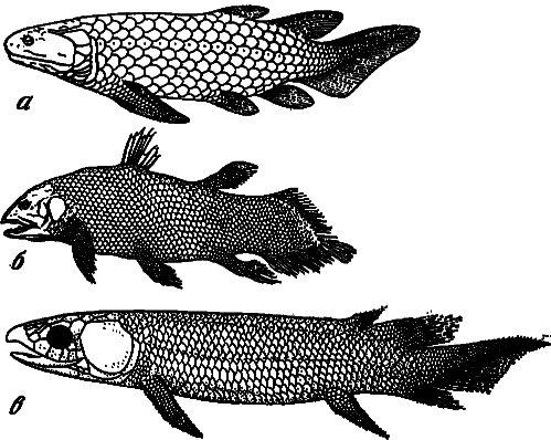 Эволюция биосферы - i_011.png