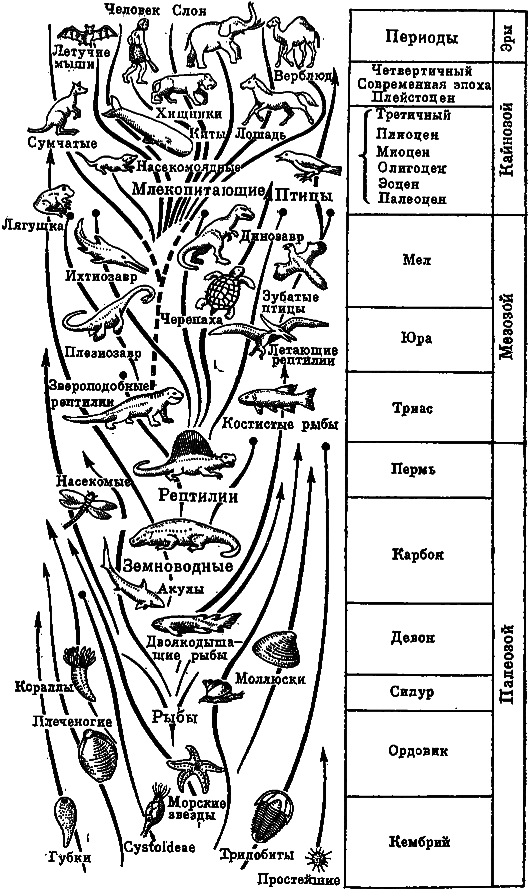 Эволюция биосферы - i_018.png