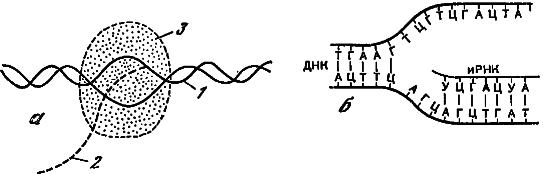 Эволюция биосферы - i_033.png
