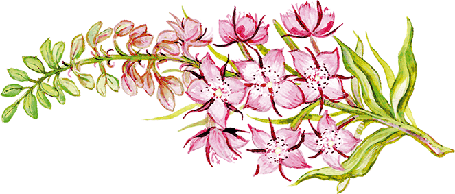 Сказки о природе (сборник) - i_001.png