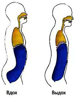 Анатомия йоги - _04.jpg_0