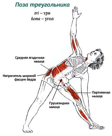 Анатомия йоги - _62.jpg