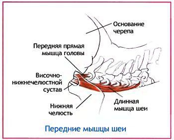 Анатомия йоги - _161.jpg