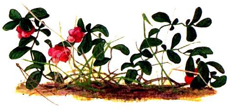 Как Алик в тайге заблудился - pic_6.jpg