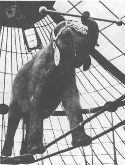 История мирового цирка - i_191.jpg