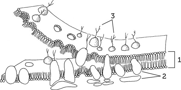 Нескучная биология - _20.jpg