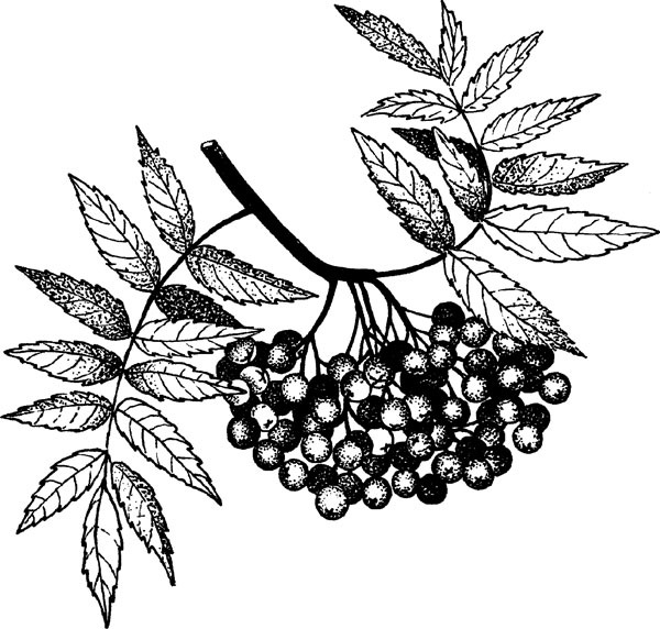 Нескучная биология - _25.jpg