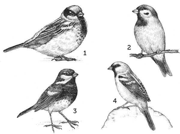 Нескучная биология - _27.jpg