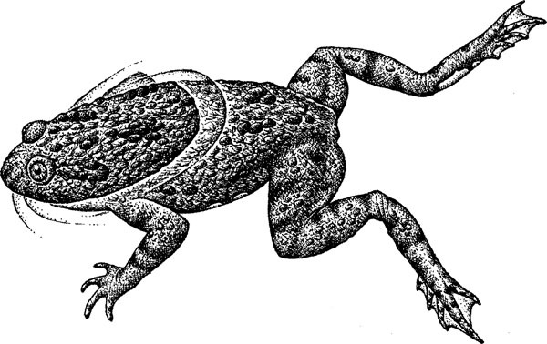 Нескучная биология - _29.jpg