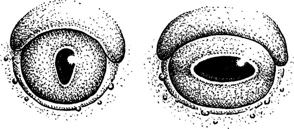 Нескучная биология - _30.jpg