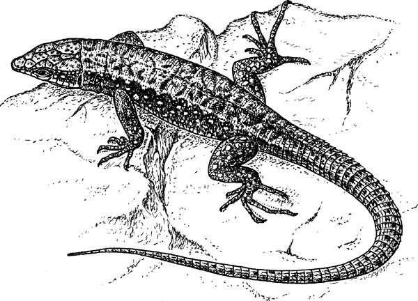 Нескучная биология - _33.jpg