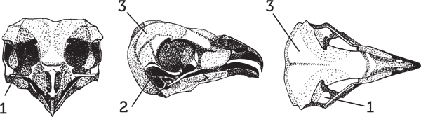 Нескучная биология - _49.jpg
