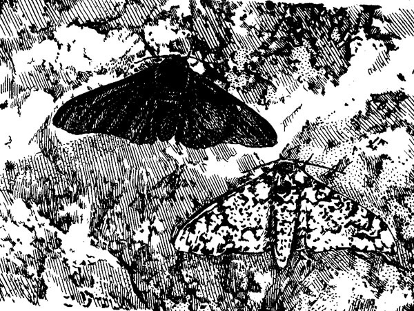 Нескучная биология - _51.jpg