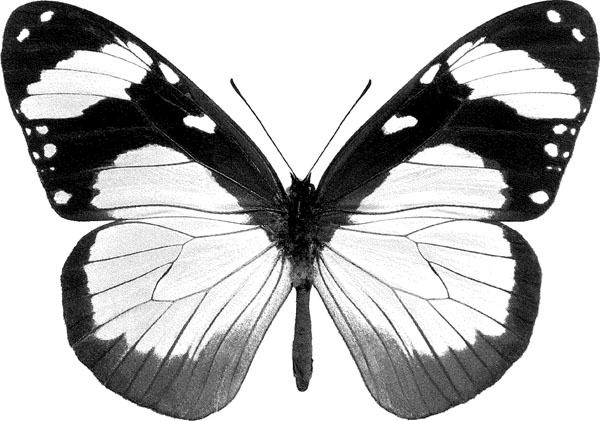 Нескучная биология - _521.jpg