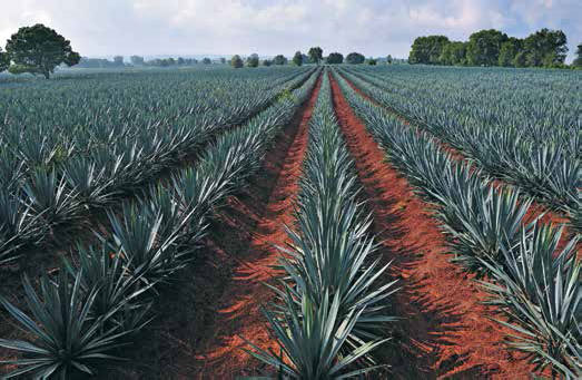 Кулинарная энциклопедия. Том 1. А (А ля карт – Аэрофритюрница) - _25.jpg