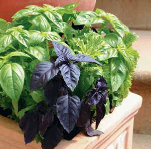 Кулинарная энциклопедия. Том 2. Б (Баба – Бефстроганов) - _17.jpg