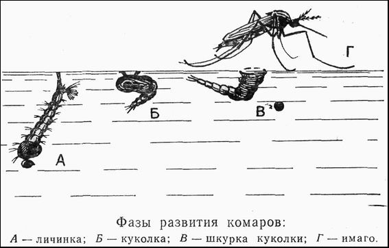 Защита от гнуса - pic_1.jpg