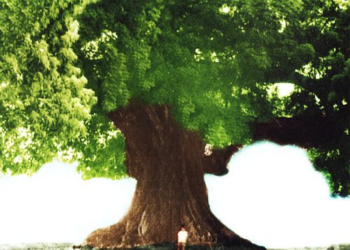 Основы долгожительства (Как я отодвинул старость) - _00.jpg