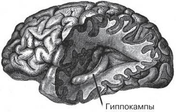 Удивительные истории о мозге, или Рекорды памяти коноплянки - i_002.jpg