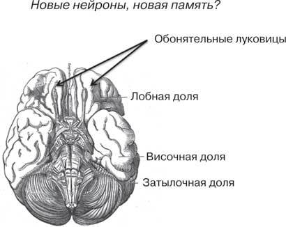 Удивительные истории о мозге, или Рекорды памяти коноплянки - i_004.jpg