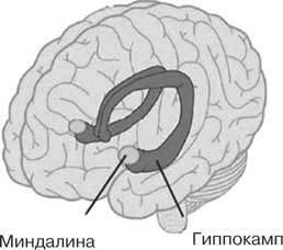 Удивительные истории о мозге, или Рекорды памяти коноплянки - i_005.jpg